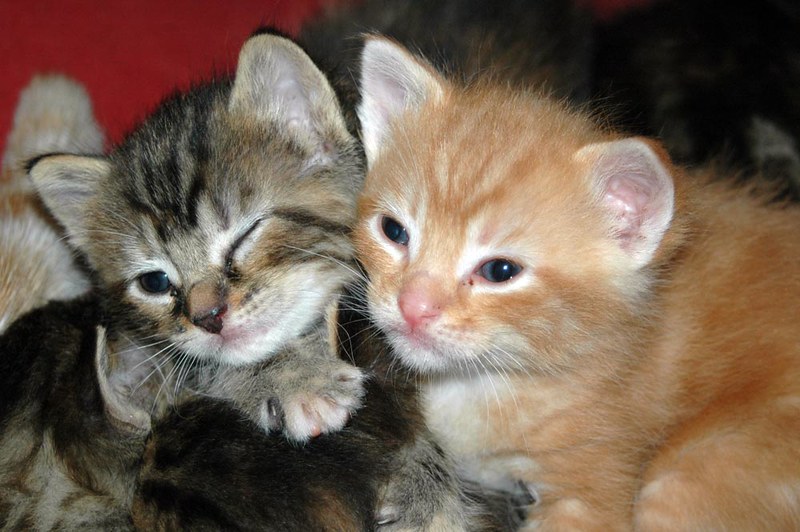 Jack and Annie the Twin cats